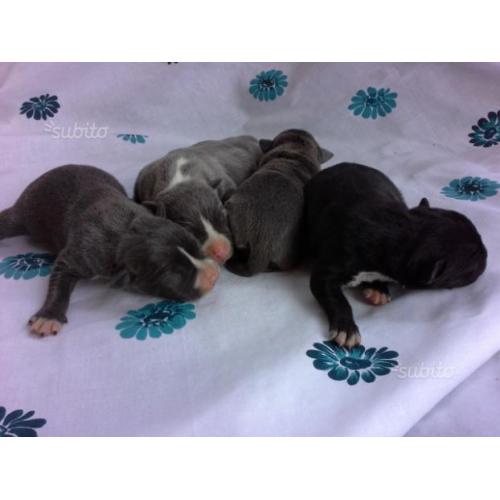 Amstaff blu