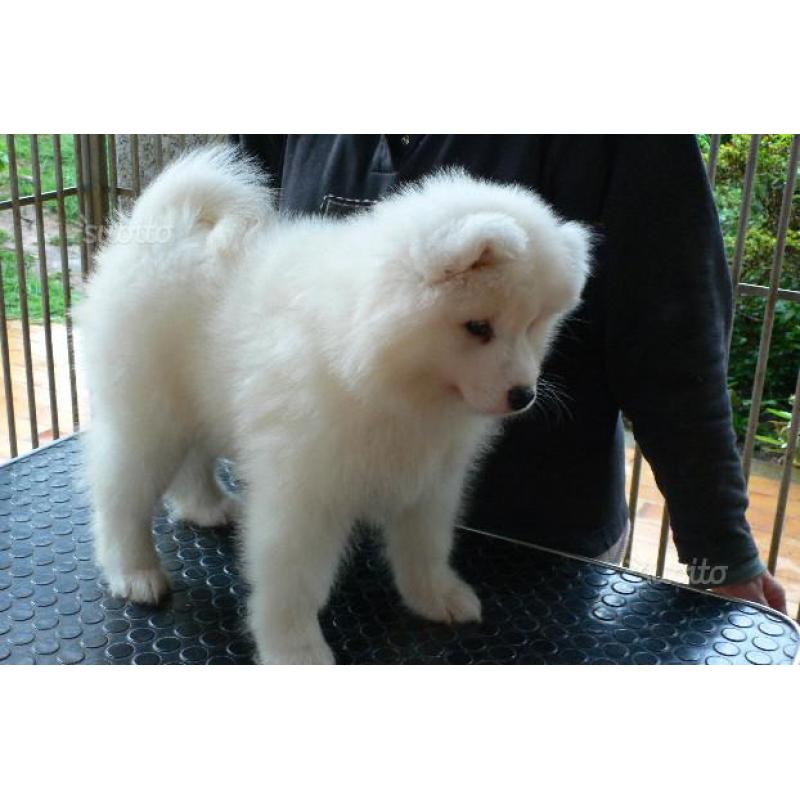 Cuccioli Samoiedo