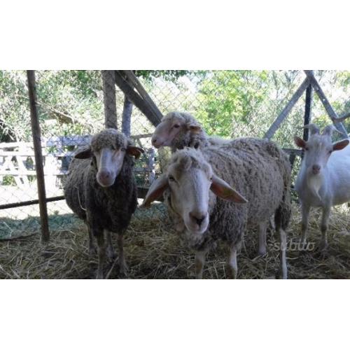 Pecore e Capre Registrate
