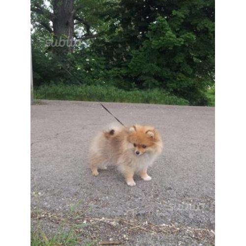 Spitz di pomerania toy