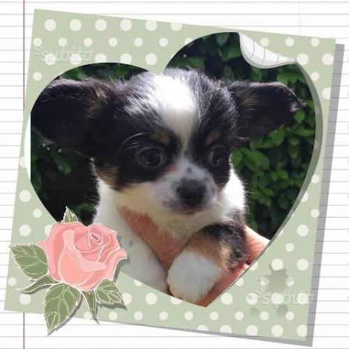 Chihuahua femmina a pelo lungo