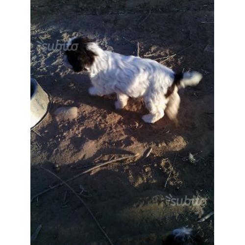 Lagotto-springer da tartufi