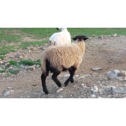 Agnello blackface