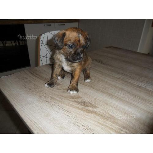 Cucciolo VolpinoPincher info 3884905486