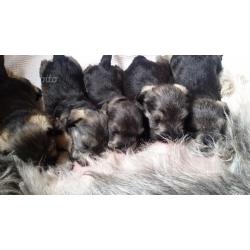 Schnauzer nano pepe sale