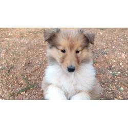 Ultima Cucciola Fulva disponibile