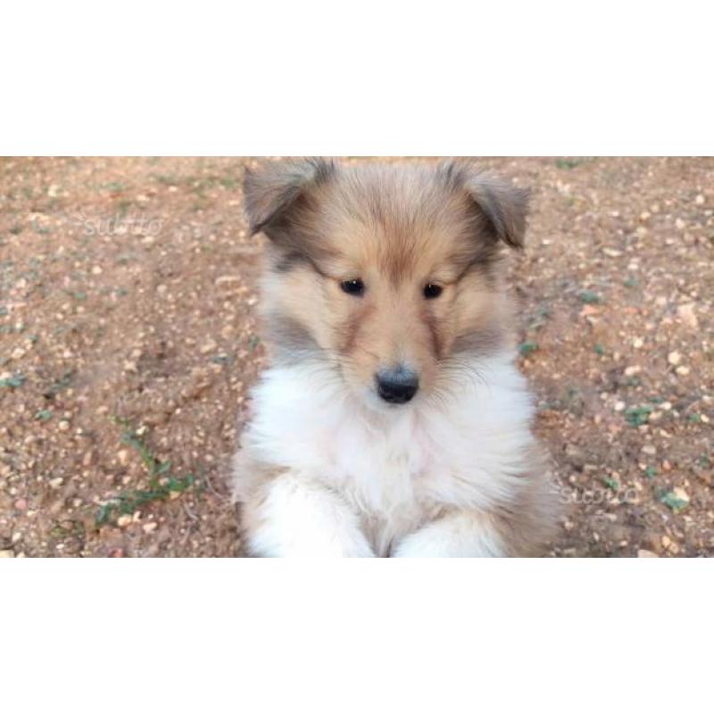 Ultima Cucciola Fulva disponibile