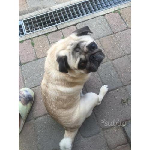 Carlino beige maschio