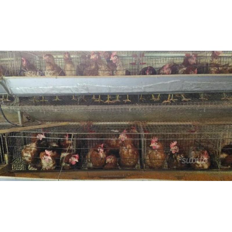 Galline ovaiole