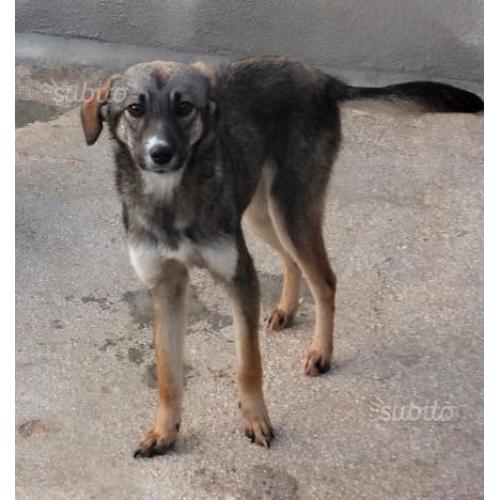 Dolly 13 kg,1 anno troppo comune,.nessuno la vuole