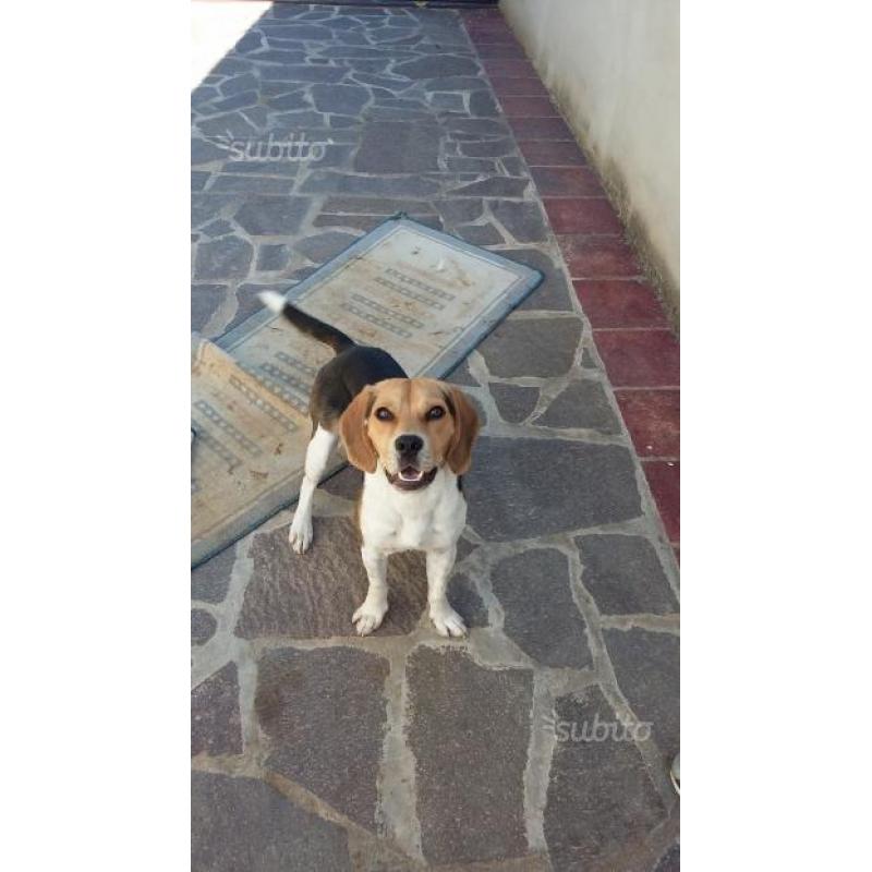 Jack russel beagle