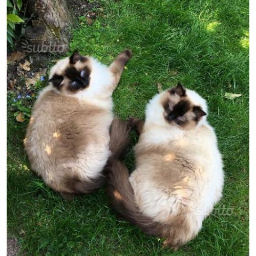 Gatto ragdoll