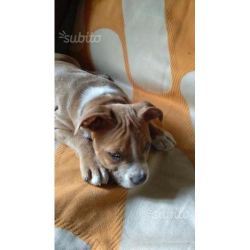 Cucciolo di pit