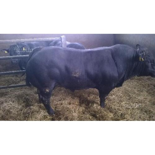 Tori e vitelle angus - blu belga