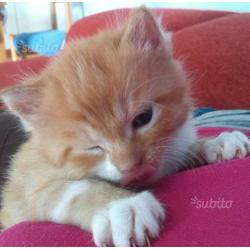 Cuccioli Ragdoll