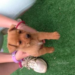 Cuccioli di cane
