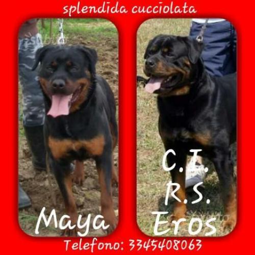 Cuccioli di rottweiler alta genealogia