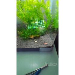 Caridine crystal red