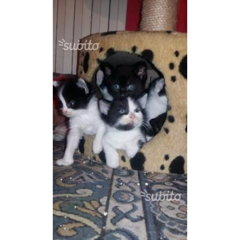 Si regalano gattini di vari colori