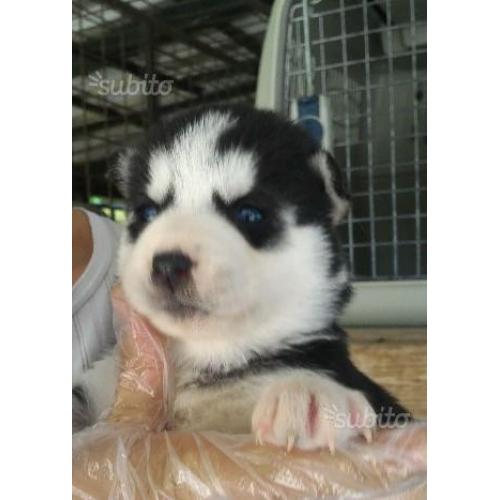 Cuccioli di siberian husky