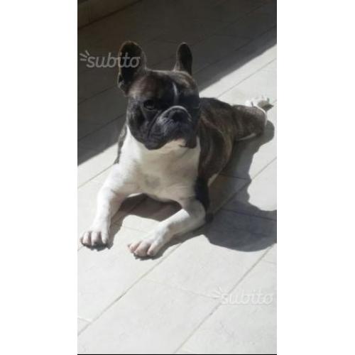 Bulldog Francese
