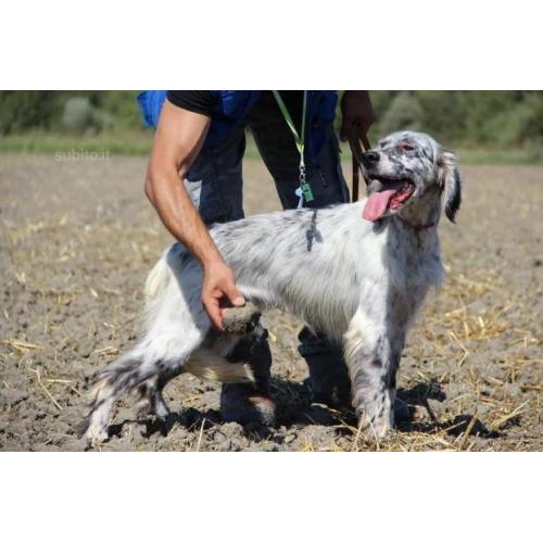 TARO setter inglese di 8 anni