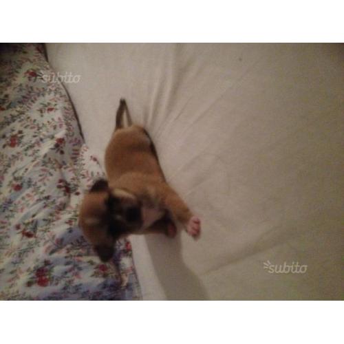 Tre cuccioli chihuahua