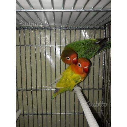 Coppia di inseparabili Fischer