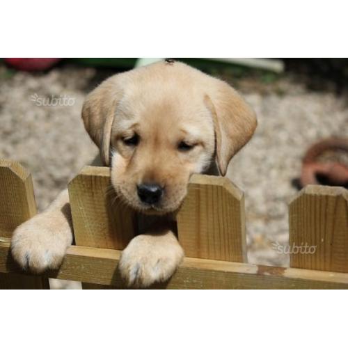 Cucciolo di Labrador Retriever Giallo