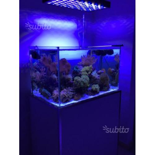 Acquario marino