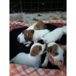 Jack russel terrier