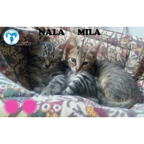 NALA E MILA, micine in adozione