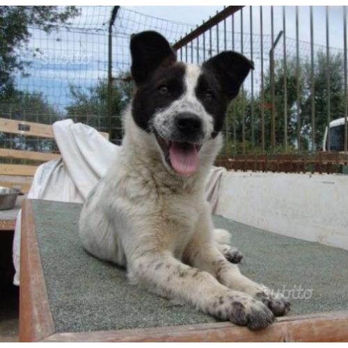 Cucciola TAGLIA MEDIO PICCOLA 5 mesi