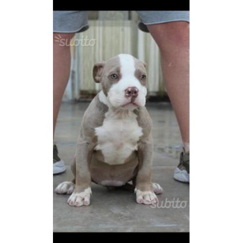 American Bully