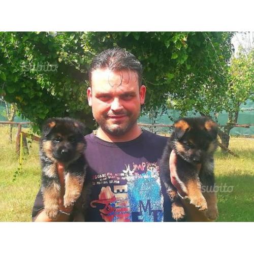 Cuccioli pastore tedesco