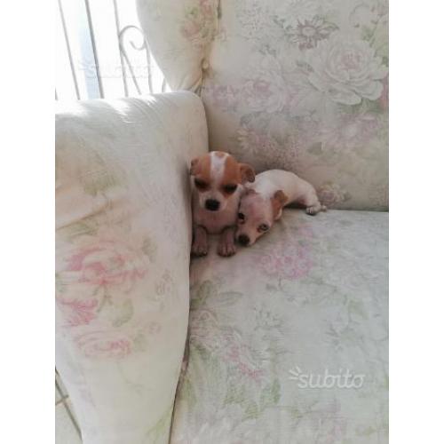 Cuccioli di Chihuahua