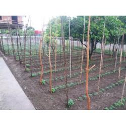 Intero Fabbricato
