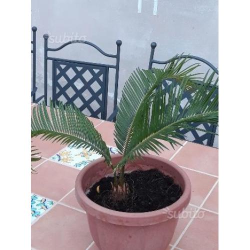 Cycas
