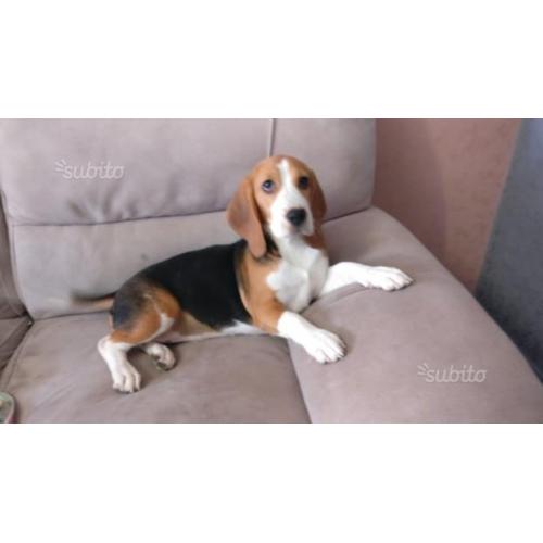Cucciola di beagle elisabeth