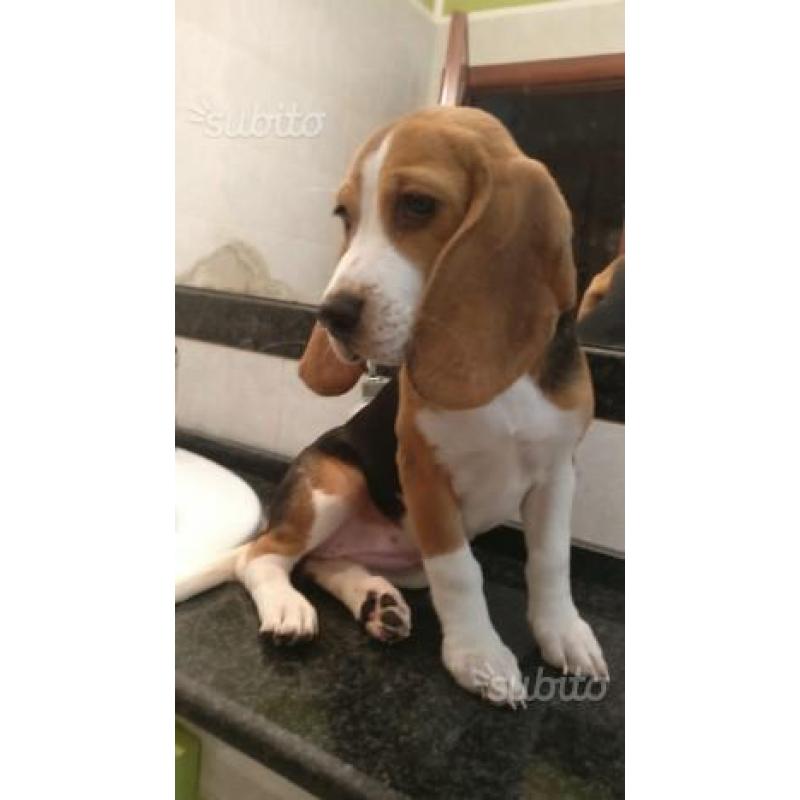 Cucciola di beagle elisabeth