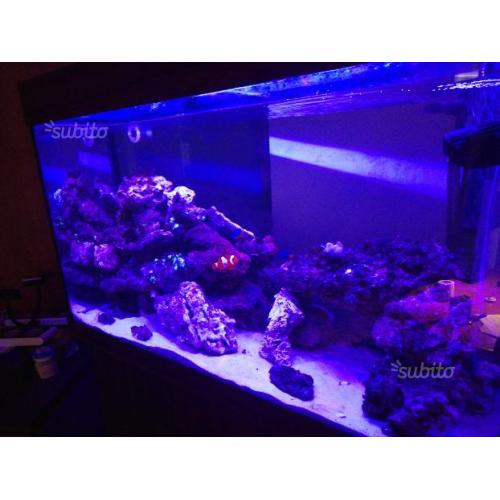 Acquario Marino completo