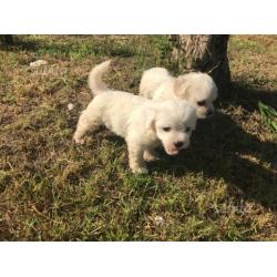 Cuccioli maltese toy