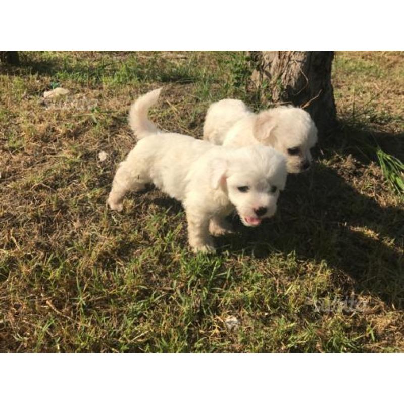 Cuccioli maltese toy