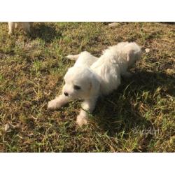 Cuccioli maltese toy