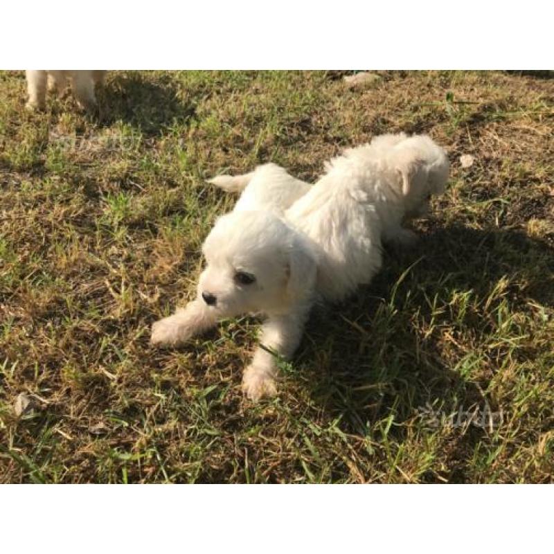Cuccioli maltese toy