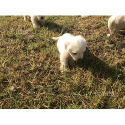 Cuccioli maltese toy