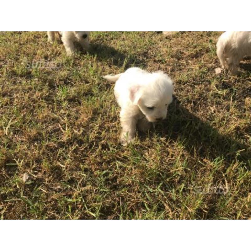 Cuccioli maltese toy