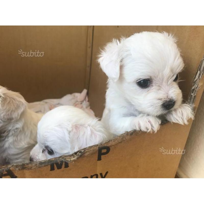 Cuccioli maltese toy