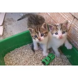 Gattini due mesi vari colori
