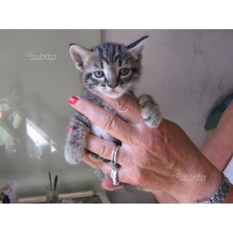Gattini due mesi vari colori